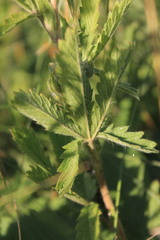 Potentilla recta pilosa