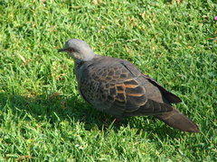Streptopelia lugens