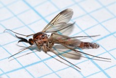 Keroplatus