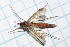 Keroplatus