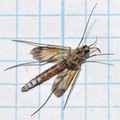Keroplatus