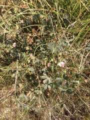 Geranium californicum