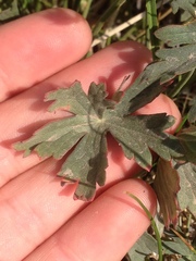 Geranium californicum