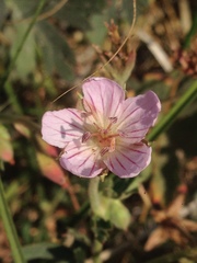 Geranium californicum