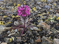 Pedicularis lanata