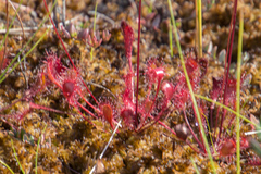 Drosera × obovata