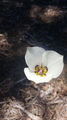 Calochortus bruneaunis