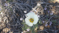 Calochortus bruneaunis