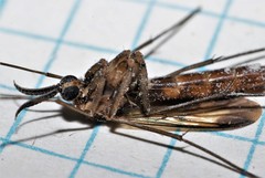 Keroplatus