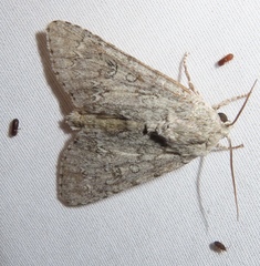 Acronicta americana