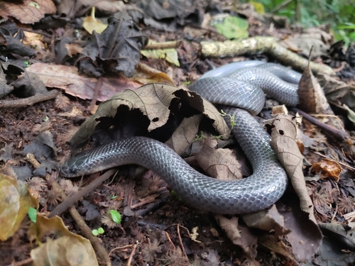 Photo of a Equatorial Mussurana (Clelia equatoriana)