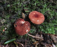 Cystodermella