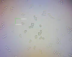 Cystodermella