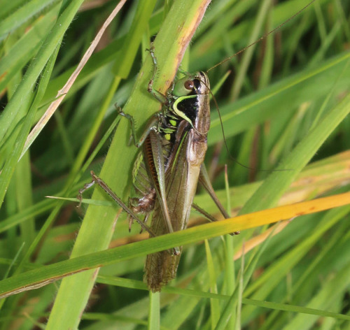 Roesel's Bush-cricket