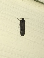 Acrolophus arcanella