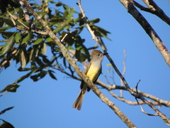 Myiarchus yucatanensis