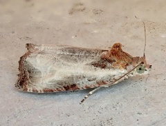 Olethreutes inornatana