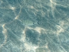 Diplodus