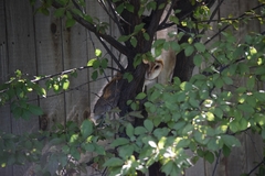 Tyto alba