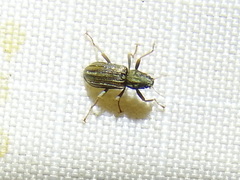 Stenelmis