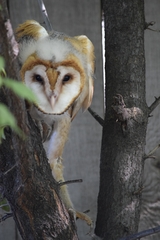 Tyto alba