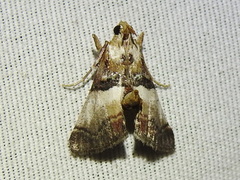Cacozelia basiochrealis