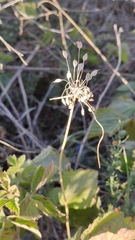 Allium flavum tauricum