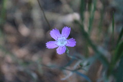 Dianthus campestris