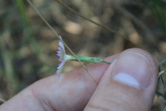 Dianthus campestris