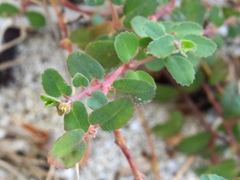 Euphorbia cozumelensis