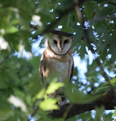 Tyto alba