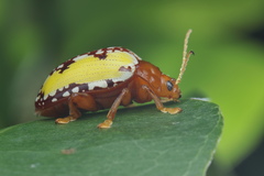 Podontia congregata