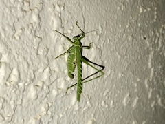 Insara elegans
