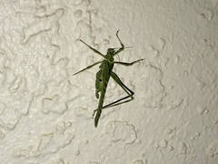 Insara elegans