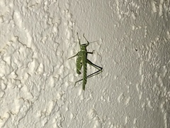 Insara elegans