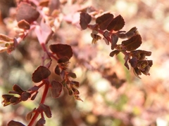 Euphorbia cozumelensis