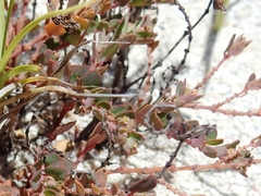 Euphorbia cozumelensis