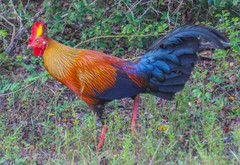 Gallus lafayettii