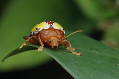 Podontia congregata
