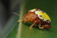 Podontia congregata