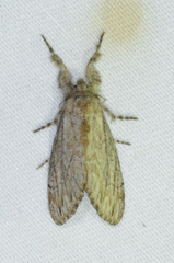 Dasychira atrivenosa