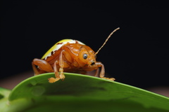 Podontia congregata