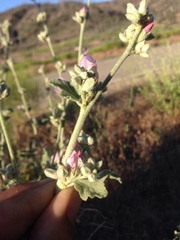 Malacothamnus orbiculatus