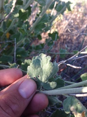 Malacothamnus orbiculatus
