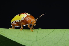Podontia congregata