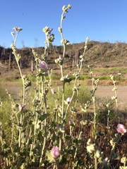 Malacothamnus orbiculatus
