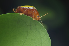Podontia congregata