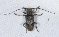 Aegomorphus modestus