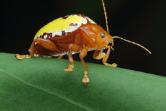 Podontia congregata