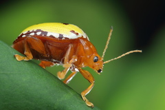 Podontia congregata